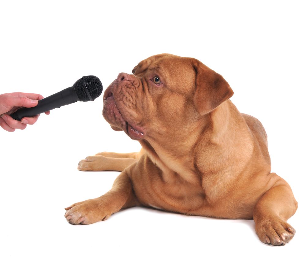 Do Dogs Have Opinions?